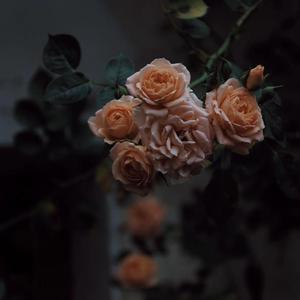 亚洲综合国产二区日韩精品
